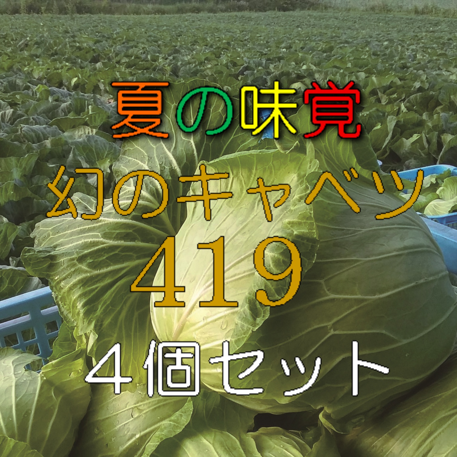 夏の味覚セット 幻の419キャベツ 4個セット | 羽生田売店