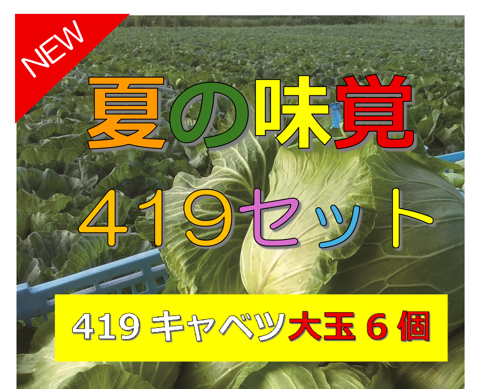 夏の味覚セット 幻のキャベツ419 大玉6個入り（120サイズ） | 羽生田売店